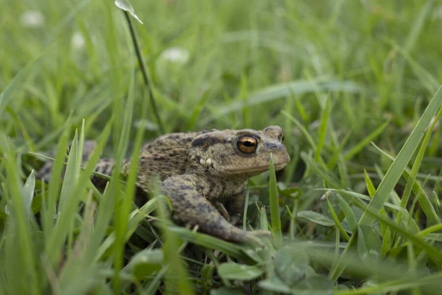 Common Toad England