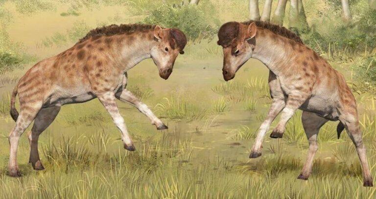 Discokeryx Xiezhi Fighting