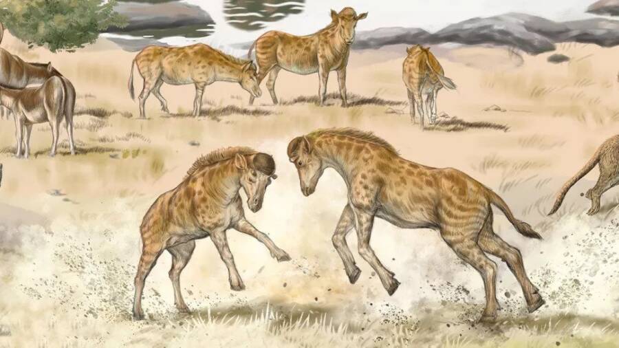 Paleontologists In China Just Identified A Short-Necked, Head-Butting Ancestor Of The Giraffe