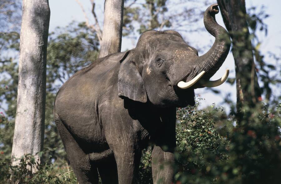 Elephant Kills Woman — Then Crashes Her Funeral To Attack Her Again