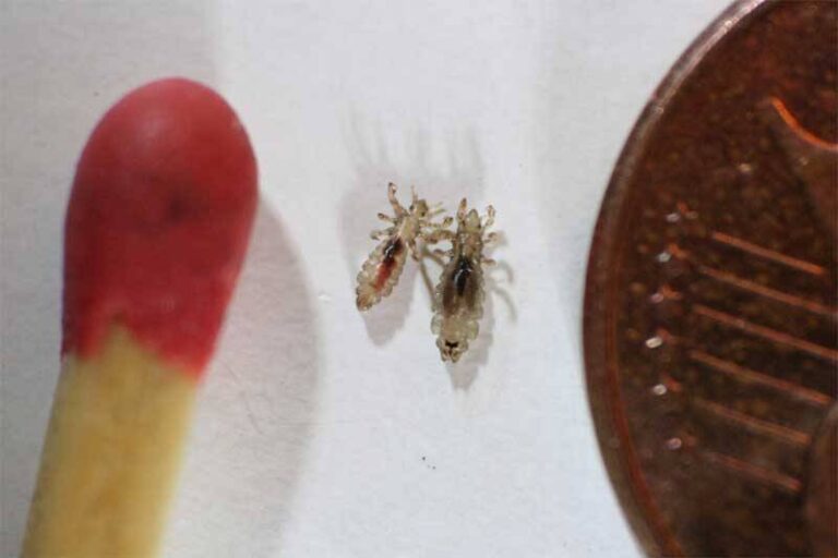 Two Arizona Women Face Murder Charges After A 9YearOld Dies Of Lice
