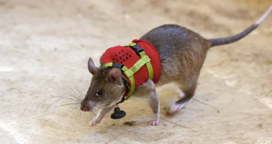 These hero mice are being trained to rescue earthquake survivors