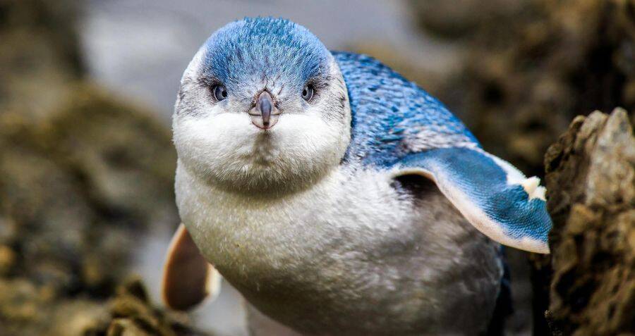 Hundreds of Little Blue Penguins Are Washing Up Dead in New