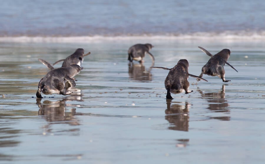 Hundreds Of Dead Blue Penguins Are Washing Ashore In New Zealand Every Day