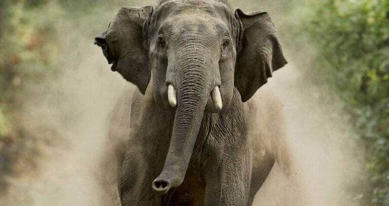 Maya Murmu Elephant Attack