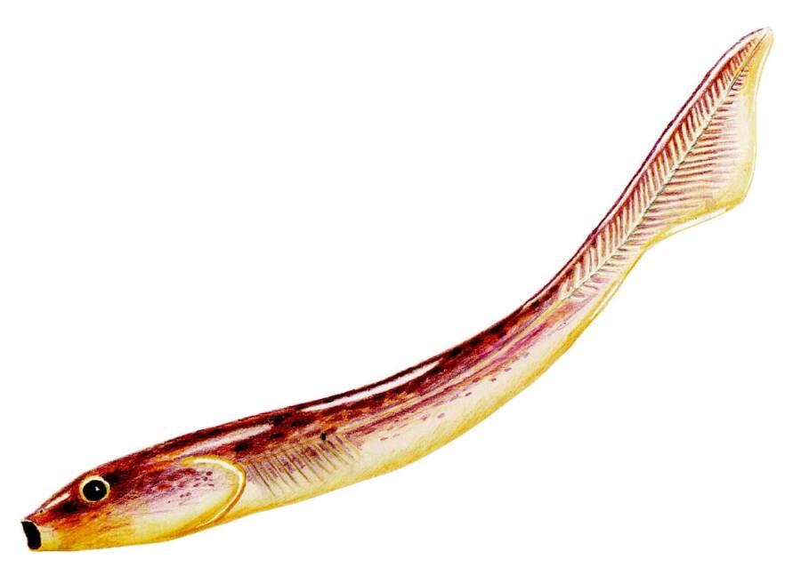 Palaeospondylus Gunni