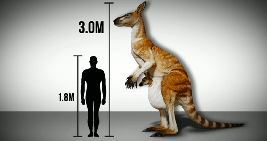 Prehistoric Species Of Giant Kangaroo Identified In Papua New Guinea