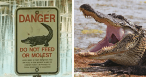 Taylor Lake Alligator Death