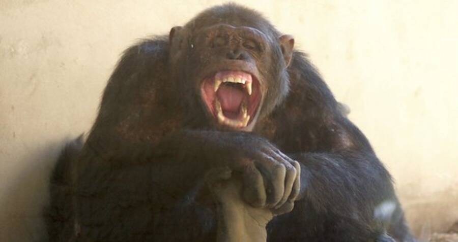 chimpanzee rips face off pictures