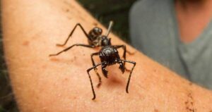 Bullet Ant On Arm