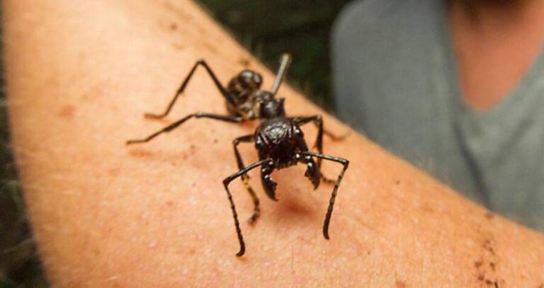 Bullet Ant On Arm