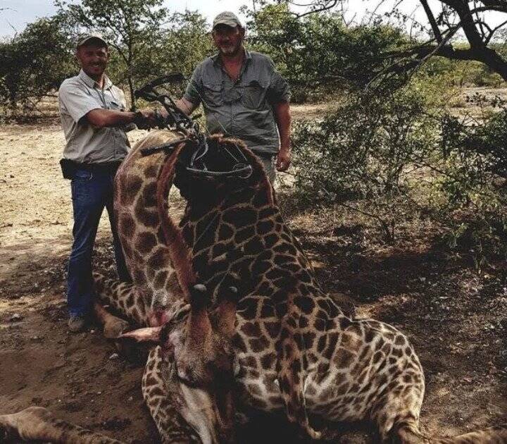 Killed Giraffe