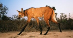 Maned Wolf