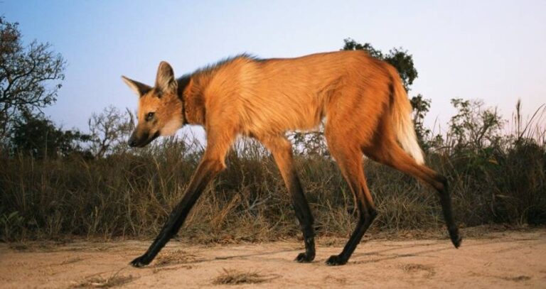 Maned Wolf