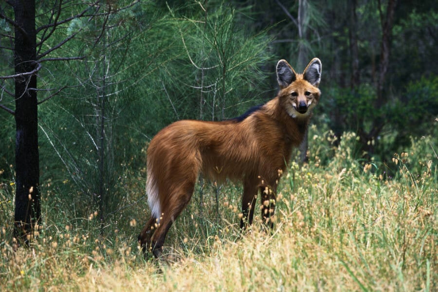 Maned Wolf In The Woods