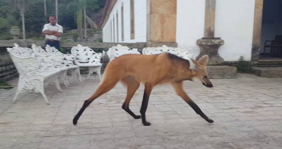 The Incredible South American Maned Wolf — Tetrapod Zoology