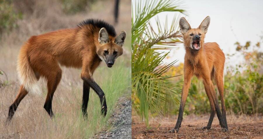 Maned Wolf, The Bizarre 'Golden Dog' From South America