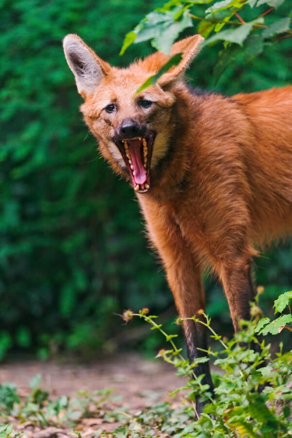Maned Wolf Yawning
