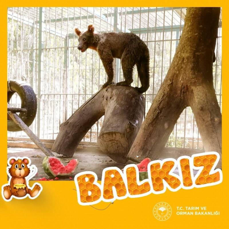 Balkiz In Captivity