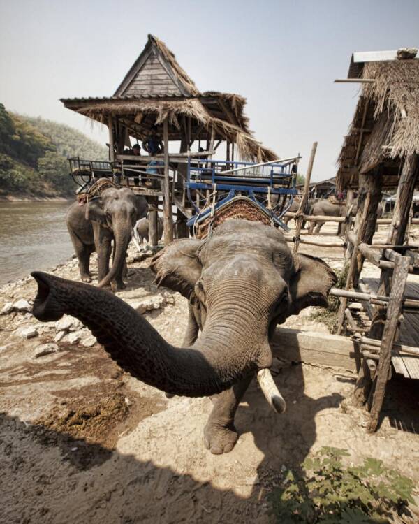 Turizmo pramonėje naudojami drambliai