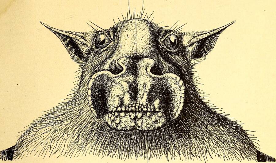 Illustration Of A Hammer-Headed Bat