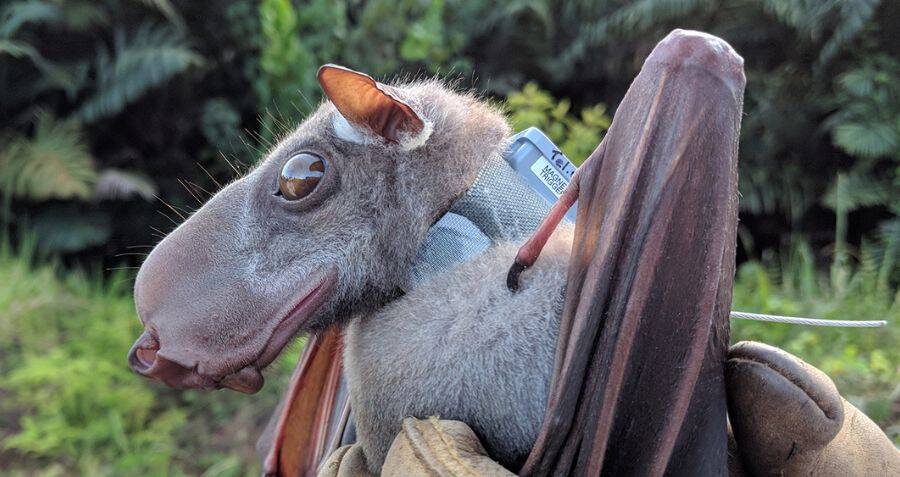 Meet The Hammer-Headed Bat, The Largest Megabat In Africa