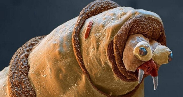 Maggot Closeup
