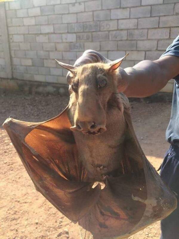Hammer Headed Bat