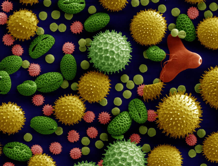 electron microscope images color virus