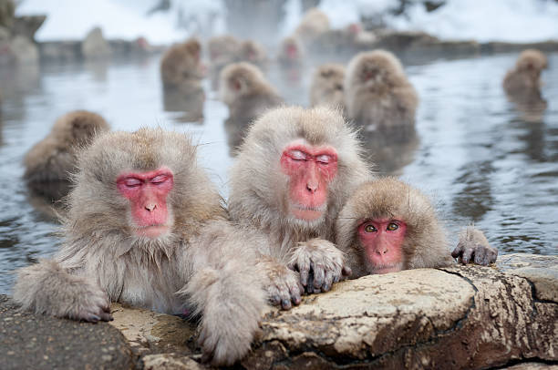 Macaques In Hot Springs