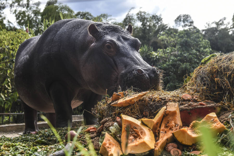 Cocaine Hippos