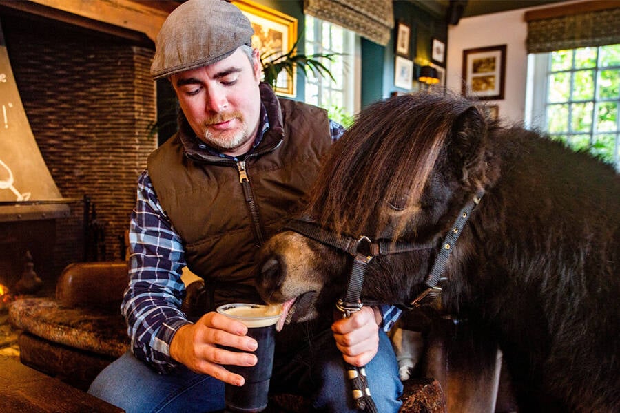 Patrick The Pony Drinking A Beer