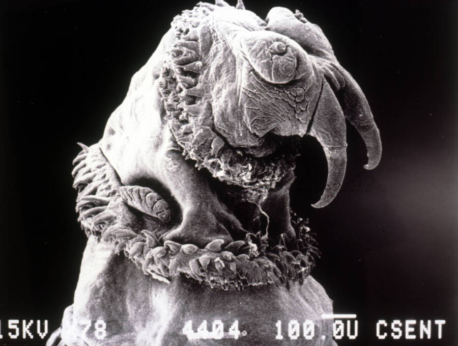 virus electron microscope color