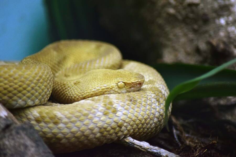 Snake Island Viper