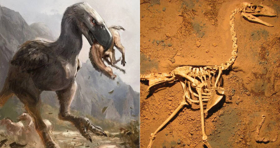 Terror Bird Skeleton