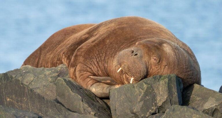 Walrus Sleeping On Rocks