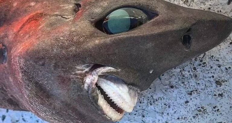 Australian Gulper Shark