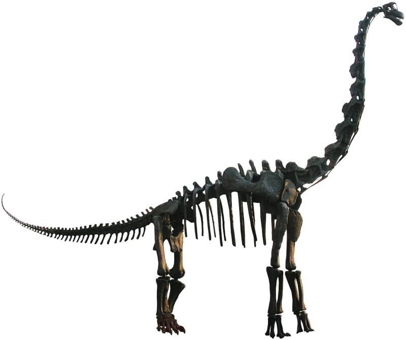 Brachiosaurid Model