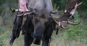 Colorado Moose Attack