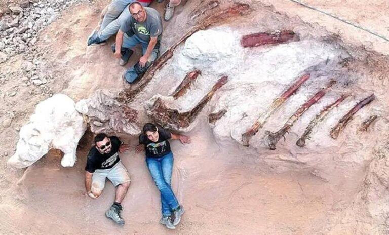 Dinosaur Skeleton In Portugal Backyard Could Be Europe's Largest