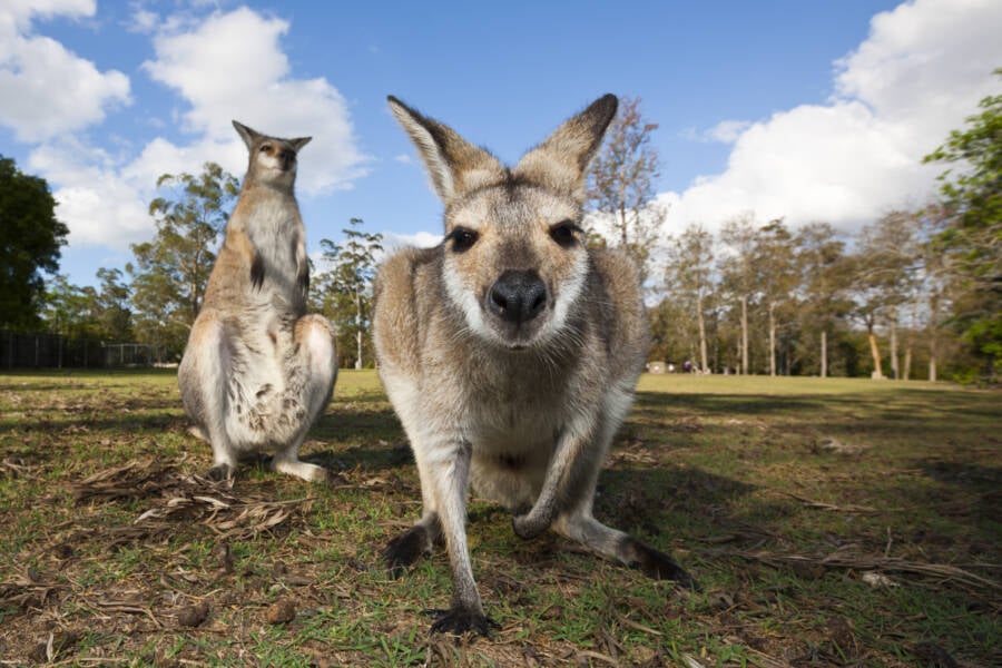 Eastern Gray Kangaroo Sniffing Camera