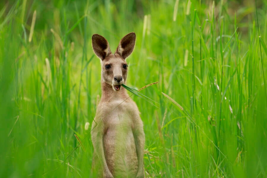 Eastern Grey Kangaroo Eating Grass