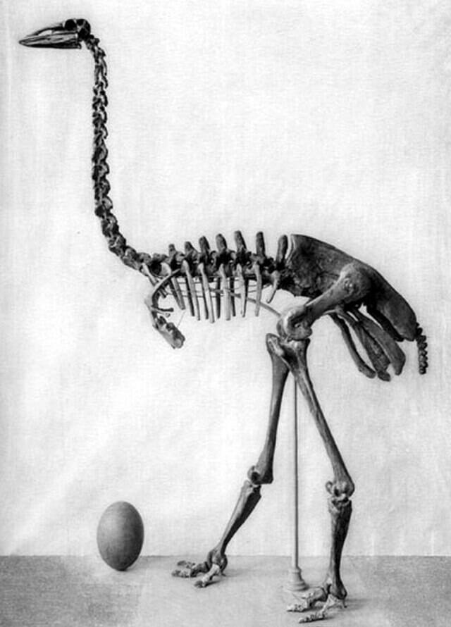 Elephant Bird Bones