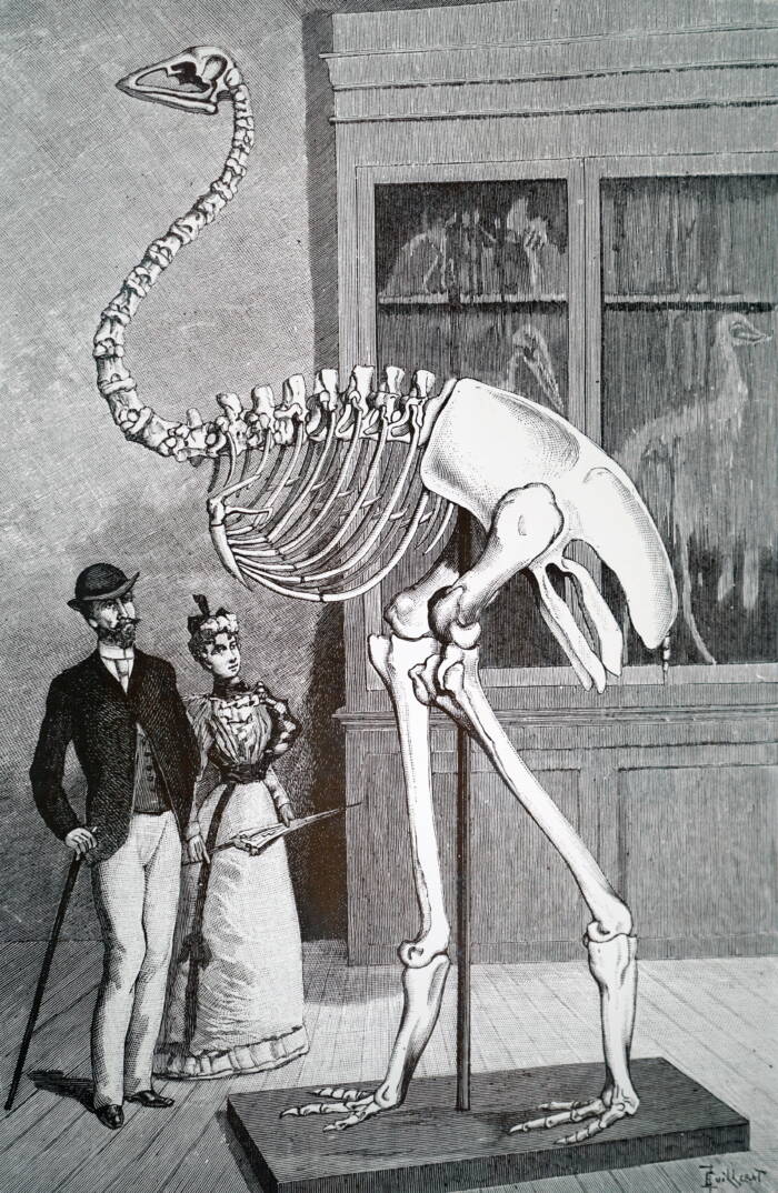 Elephant Bird