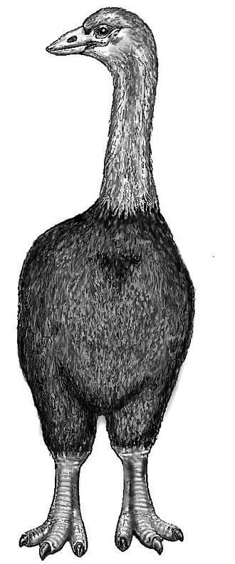 Elephant Bird Drawing