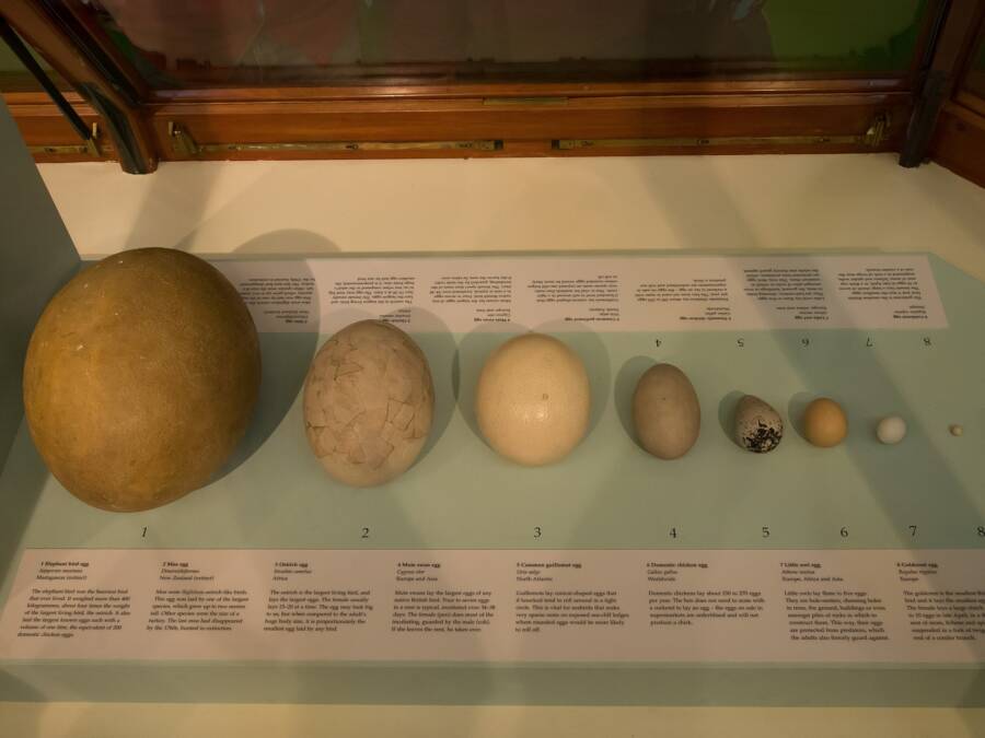 Elephant Bird Eggs