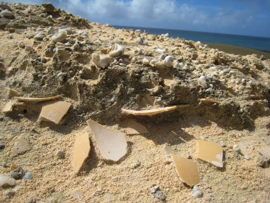 Elephant Bird Eggshell Fragments