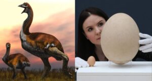 Elephant Bird Featured