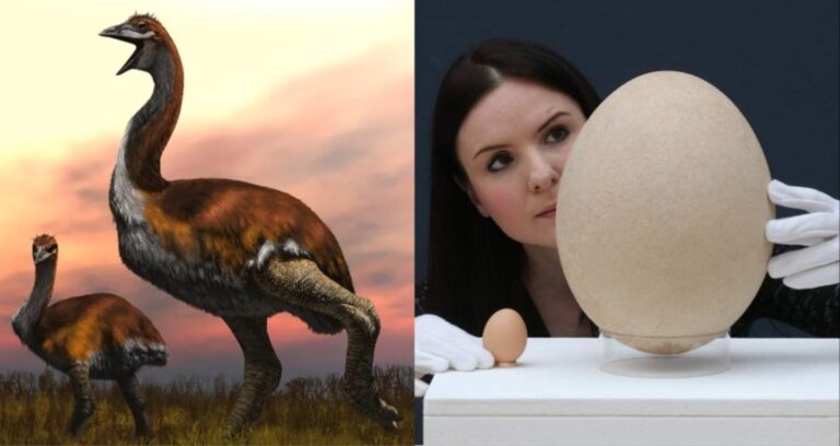 Elephant Bird Featured