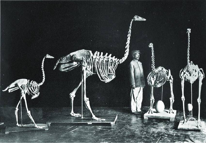 Elephant Bird Skeletons
